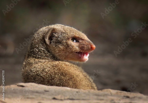 Grey mongoose face close-up, Herpestes edwardsi, India photo