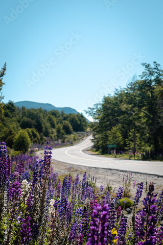 lavender field in region