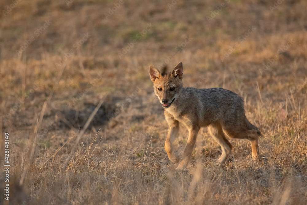 Indian Jackal Pup, (Canis aureus), Kanha, Madhya Pradesh, India Indian Jackal Pup, (Canis aureus), Kanha, Madhya Pradesh, India