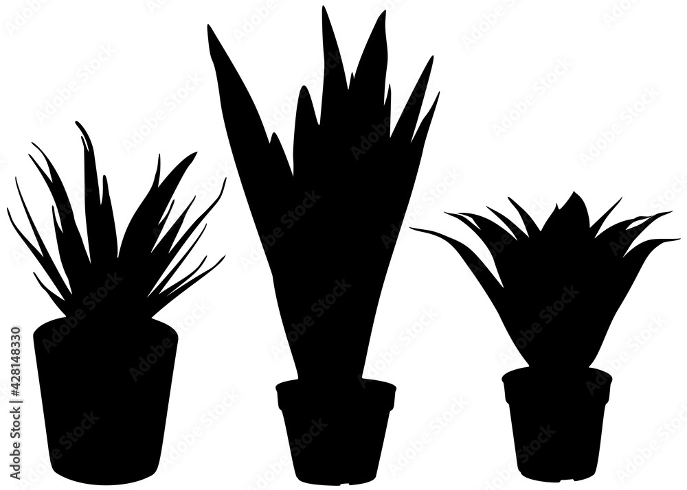 Indoor flowers in the set. Home plants. Indoor flowers in the set. Home plants.