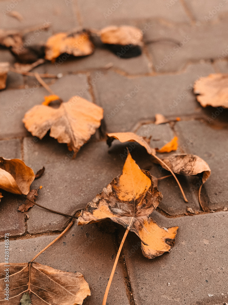 autumn leaves on the ground autumn leaves on the ground