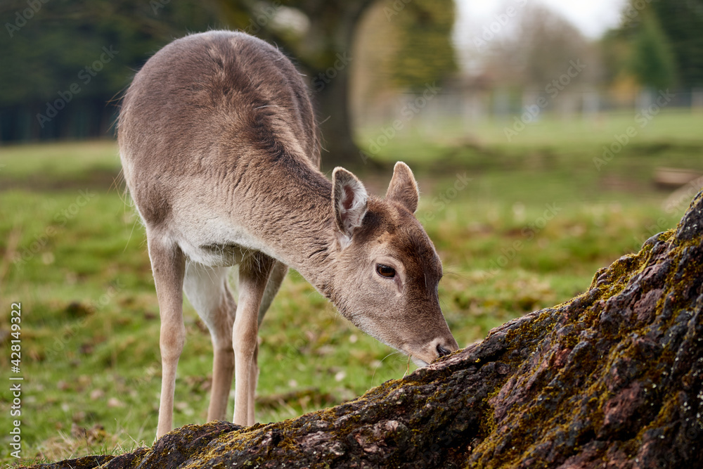 Female fallow deer (Dama dama) grazing on green pasture in Pforzheim Buechenbronn Wildpark, Germany Female fallow deer (Dama dama) grazing on green pasture in Pforzheim Buechenbronn Wildpark, Germany