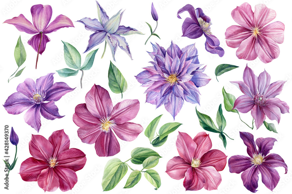 Clematis flowers on an isolated white background. Watercolor illustration. Floral clipart