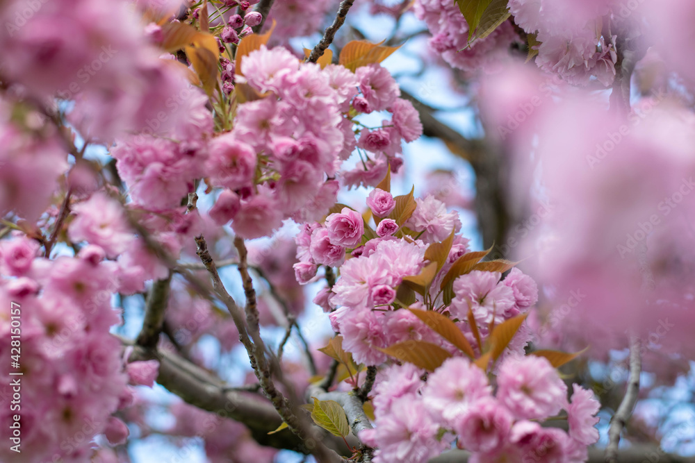 Close up of bright pink flowers on blooming sakura. Blossom cherry tree by blue sky, selective focus Close up of bright pink flowers on blooming sakura. Blossom cherry tree by blue sky, selective focus