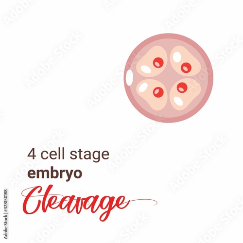 Illustration of a 4 cell stage embryo. Four cell stage icon. Vector cleavage 4 cell. Illustration cleavage