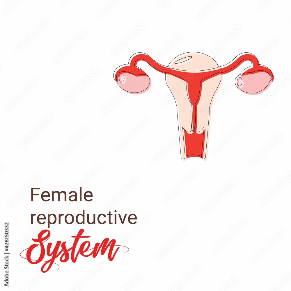 Uterus vector icon Illustration, Human anatomy. Female reproductive ...