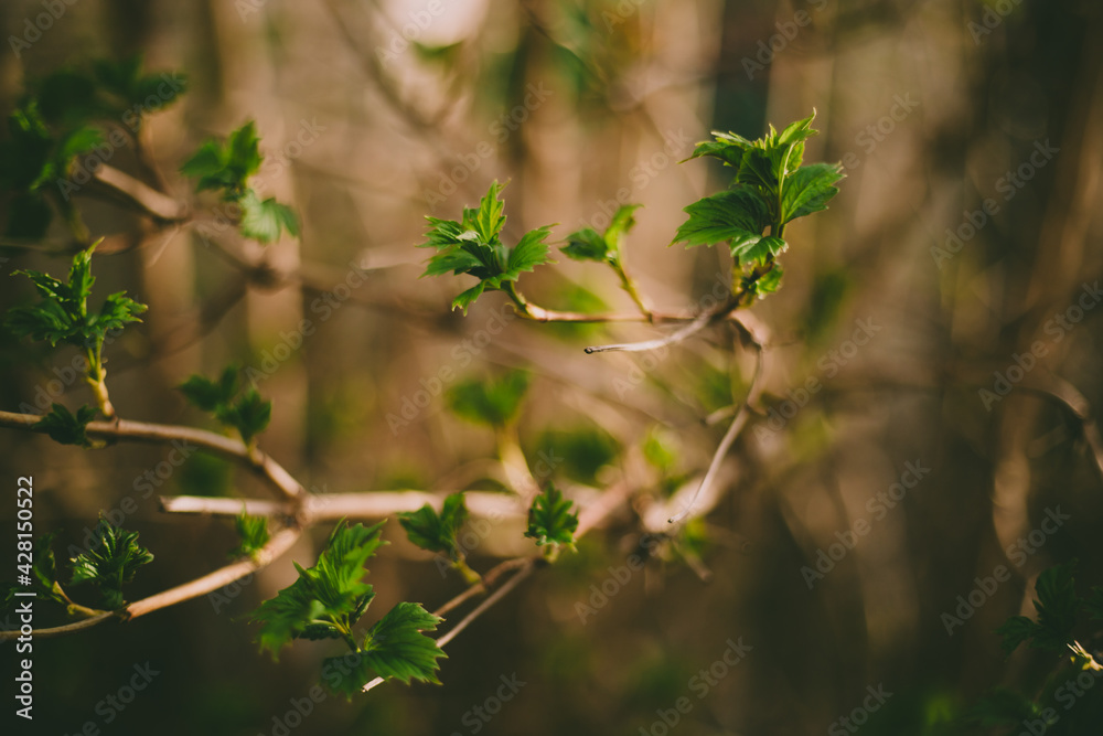 Green leaves bloom on a branch. Spring time of the year. Beautiful background blur. Green leaves bloom on a branch. Spring time of the year. Beautiful background blur.
