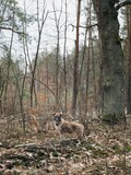 A portrait of a dog in the early spring forest