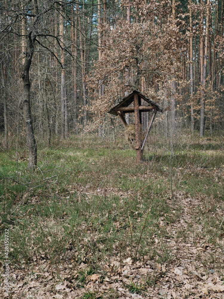 A place for feeding wild animals in the early spring forest - obrazy, fototapety, plakaty 