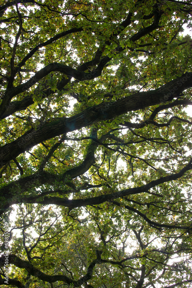 Obraz premium close-up of oak tree canopy in the Spring with fresh foliage