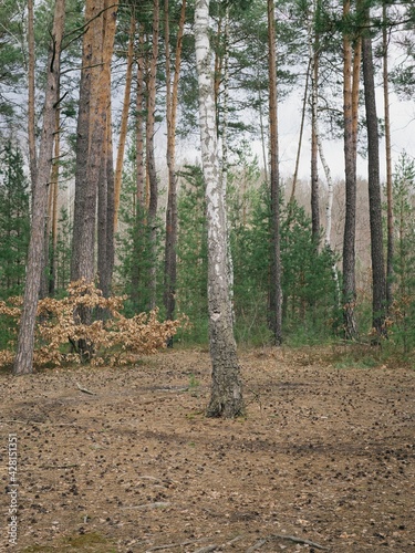 Fototapeta Naklejka Na Ścianę i Meble -  A birch tree with a trail around it on the ground 