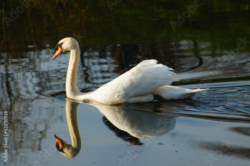 A mute swan on the Nidda in the evening photo
