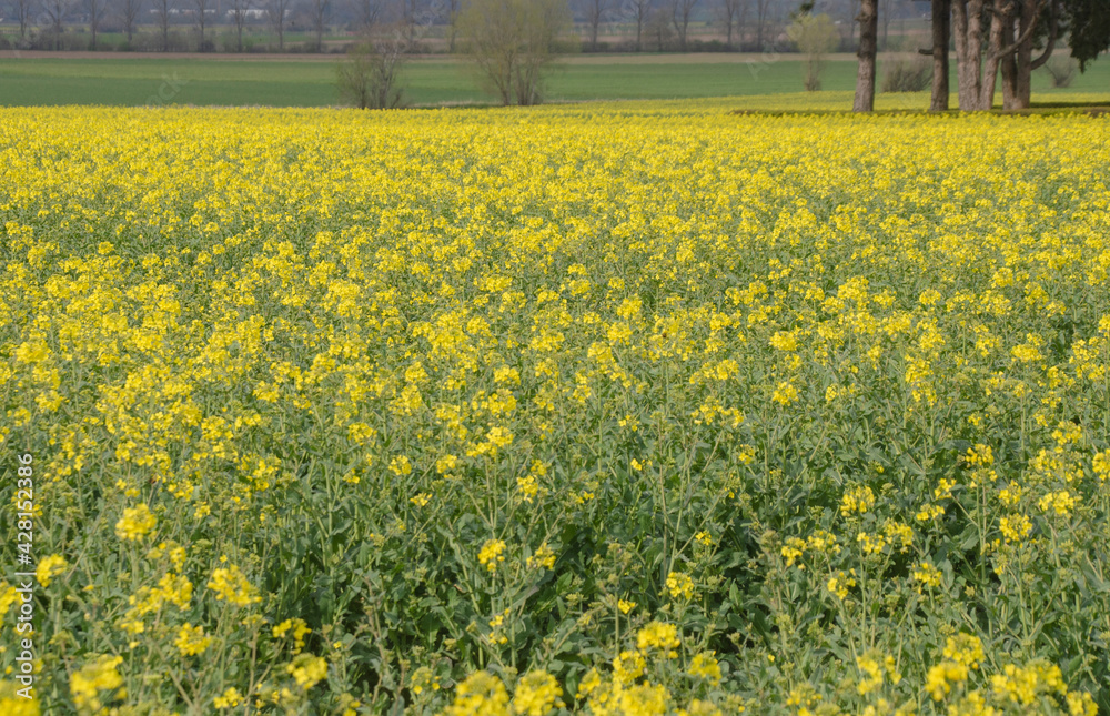 Ein schönes Rapsfeld im Frühling