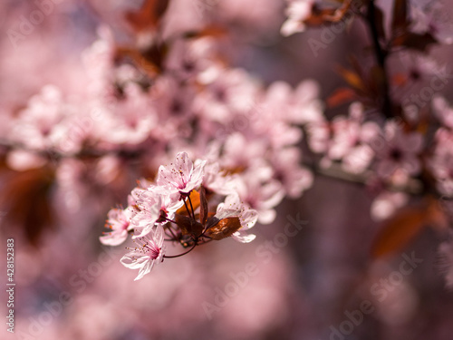 Kirschblüten © Thomas