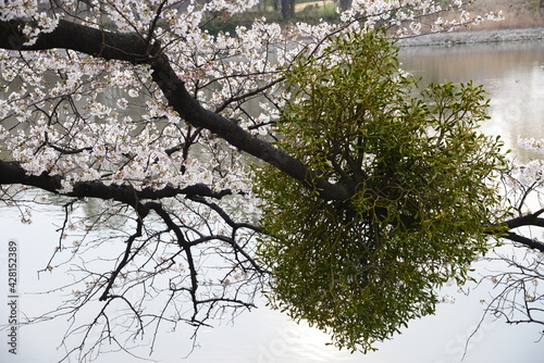 宿り木の生えた桜の枝と満開の桜の風景 photo