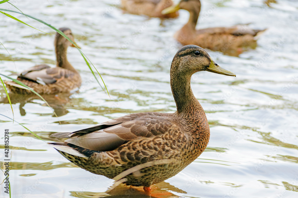 Wild ducks in the park pond and on the shore Wild ducks in the park pond and on the shore