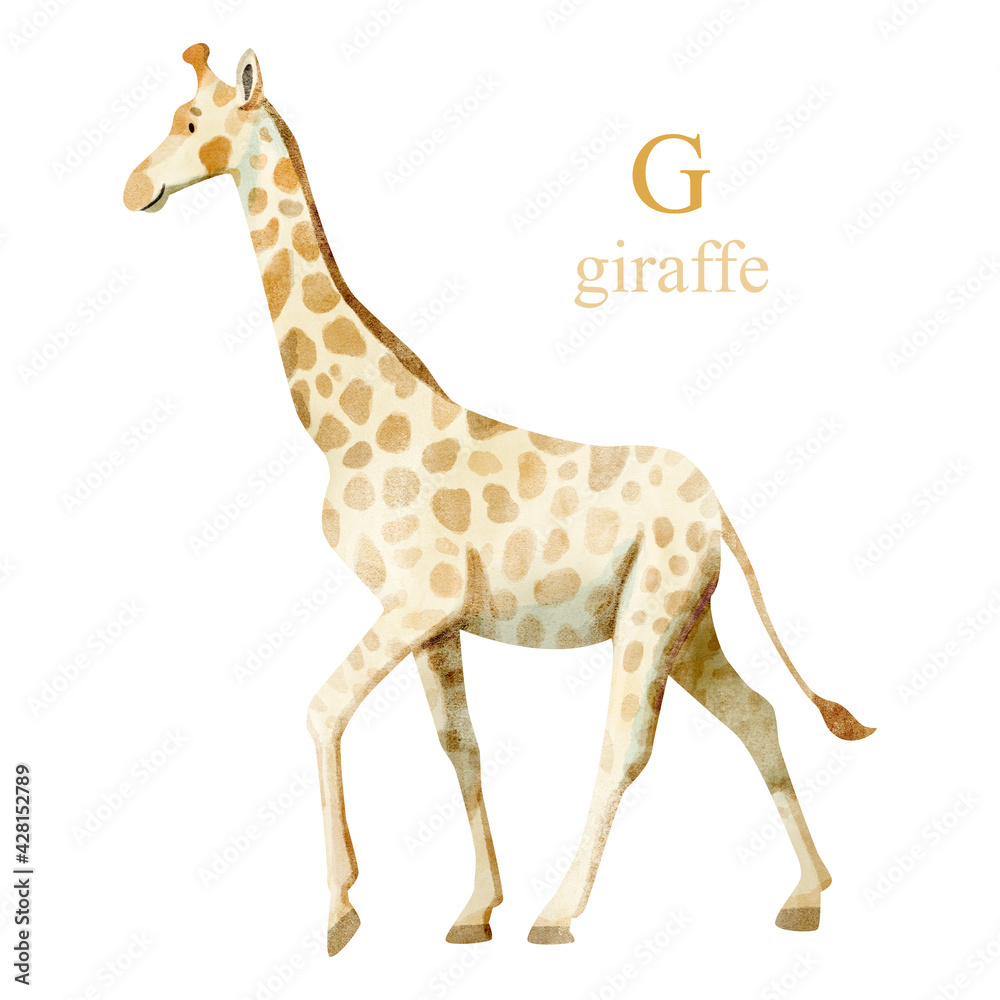 Naklejka premium Watercolor illustration of a cute giraffe on white background. Cute animal alphabet series A-Z