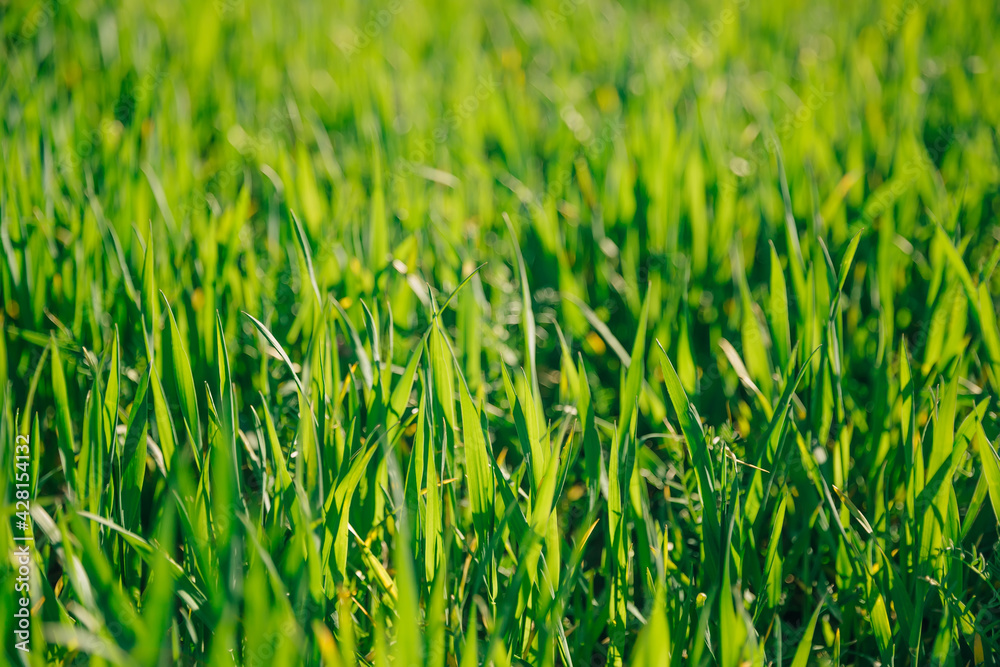 Fototapeta premium Green grass close up in sunny day