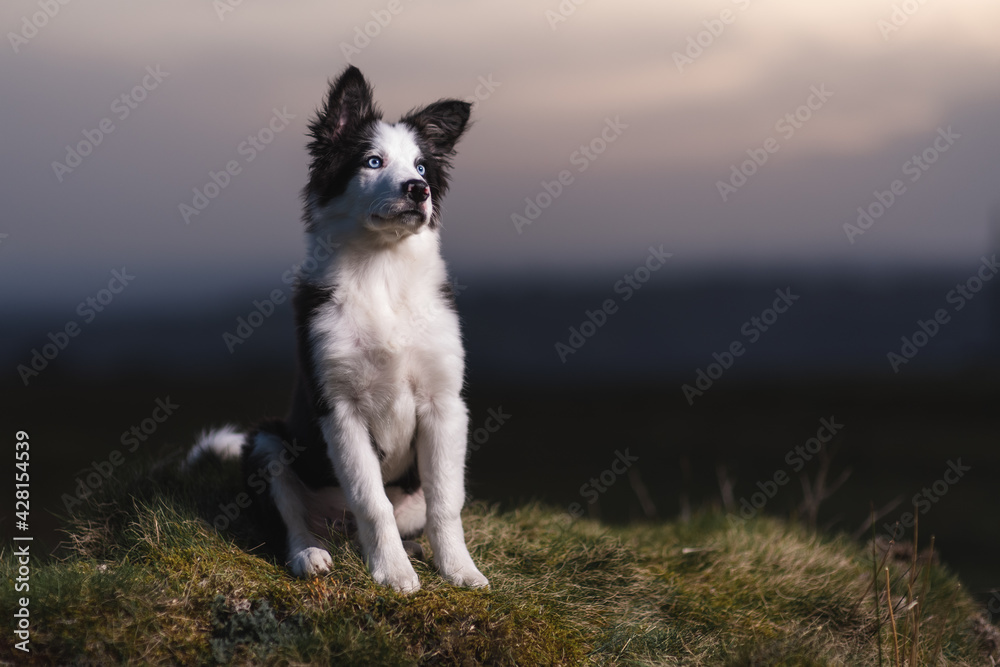 Border Collie sheep dog puppy 8 weeks old on a farm in South Wales