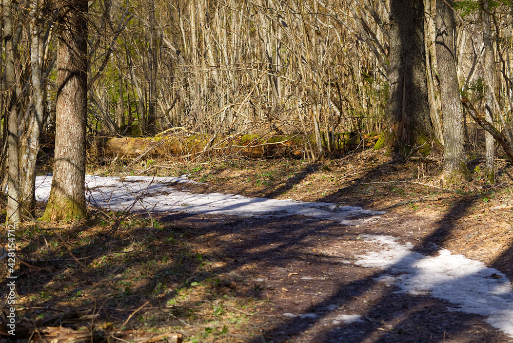 Hiking forest trail at spring time. Health life style trail for walking in the spring pine forest Hiking forest trail at spring time. Health life style trail for walking in the spring pine forest