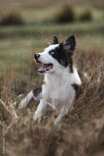 Border Collie sheep dog puppy 8 weeks old on a farm in South Wales