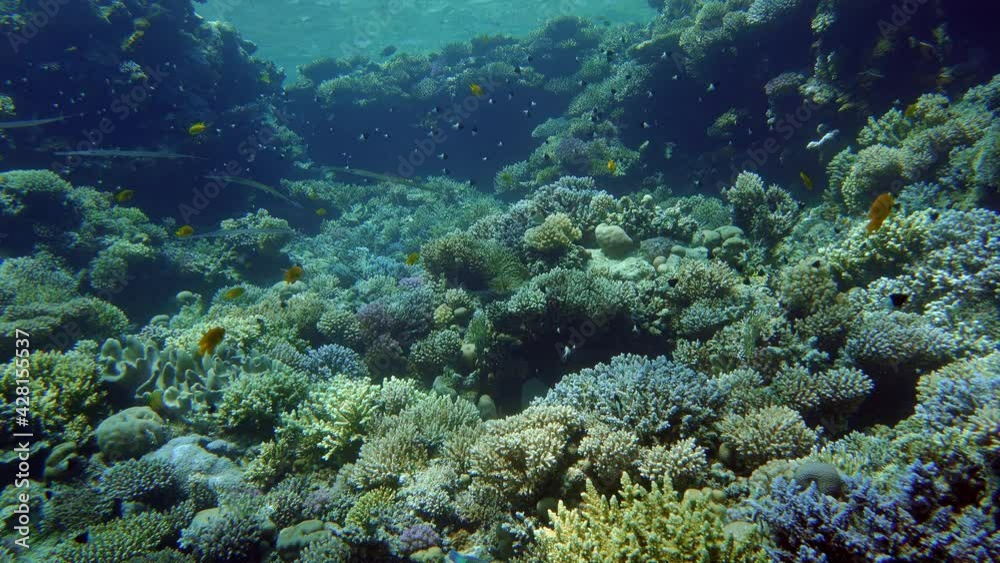 A beautiful coral garden with a wide variety of fish. A beautiful coral garden with a wide variety of fish.