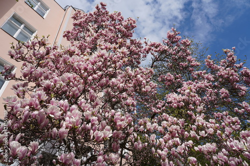 Gro  er rosa bl  hender Magnolienbaum bei Sonnenschein