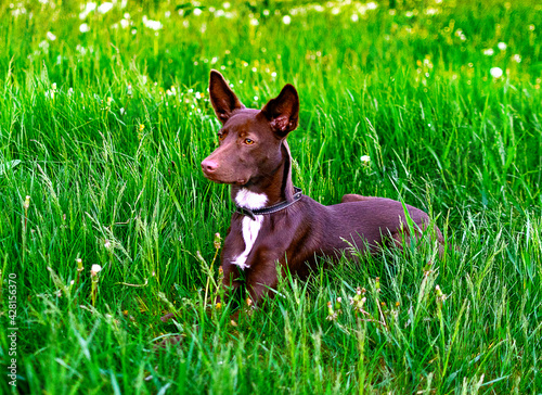 Brown puppy on green grass