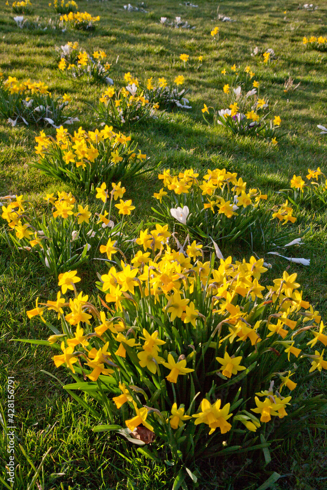 bright yellow daffodil flowers growing in Spring
