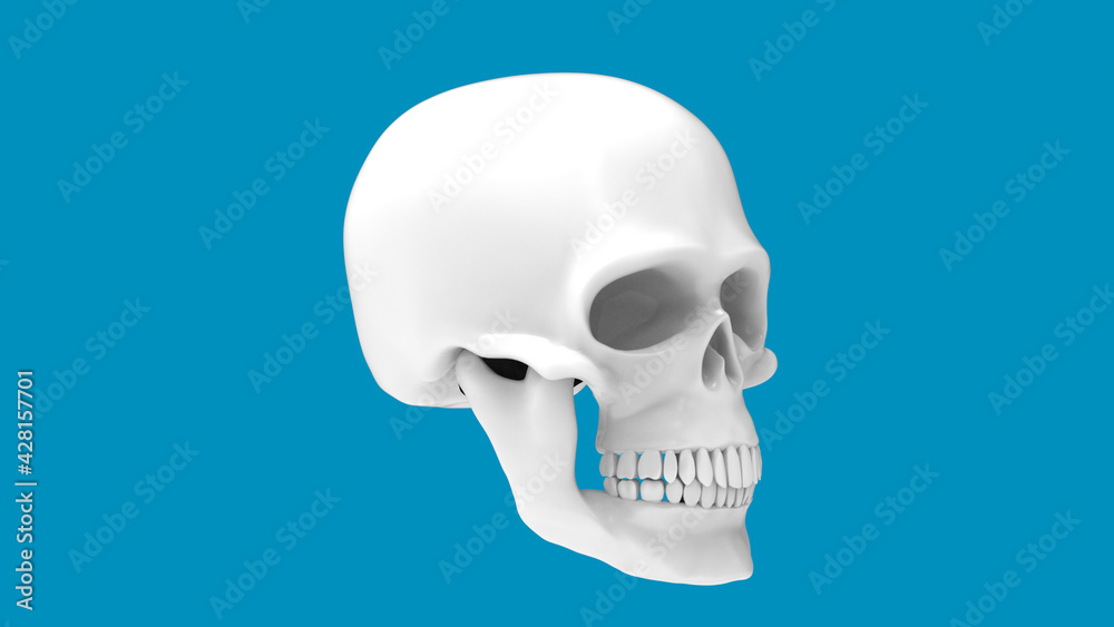Skull of the human isolated on a blue background. 3d render white skull Skull of the human isolated on a blue background. 3d render white skull