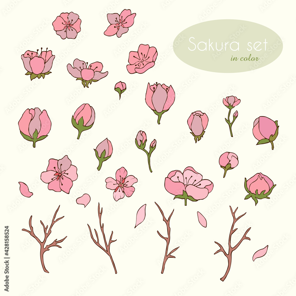 Sakura set in color. Flowers. Cherry. Sakura. Vector illustration. Vector. Stock vector. Itemset. Petals
