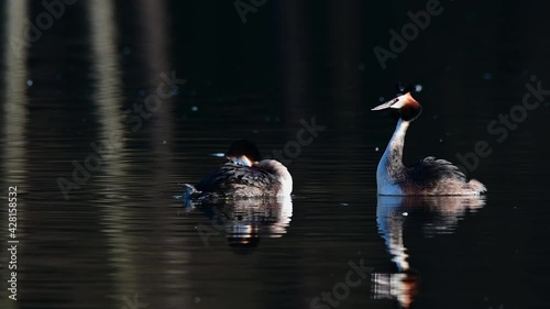 Great crested grebe couple at the courtship swimming on the lake, spring, (podiceps cristatus), germany
