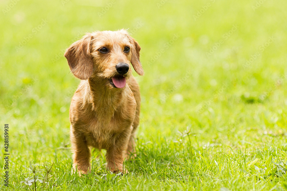 Dachshund in the field