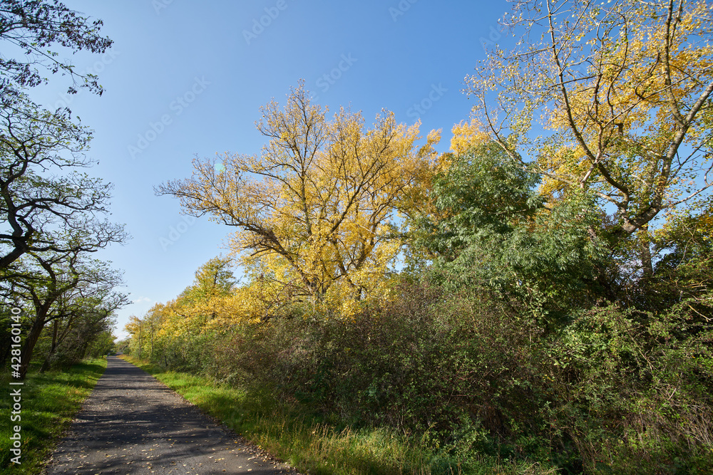 Fototapeta premium Strahlend sonniger Herbsttag im Wald