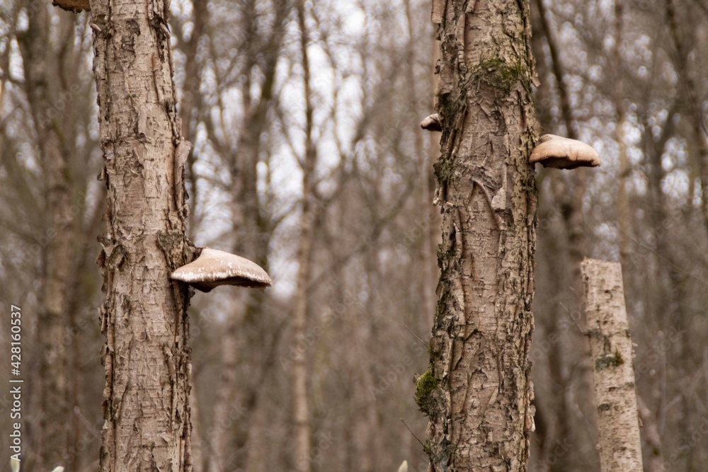 Birkenporlinge in einem Birkenwald Birkenporlinge in einem Birkenwald