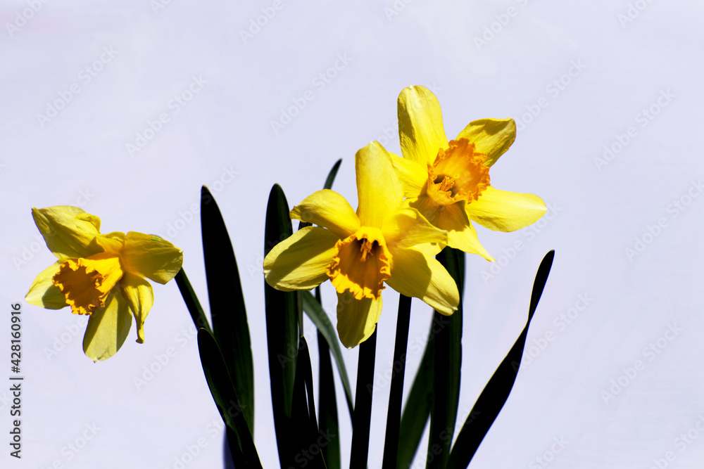 Yellow Daffodil flowers on a bright purple background - spring flowers growing in easter season on a bright background Yellow Daffodil flowers on a bright purple background - spring flowers growing in easter season on a bright background