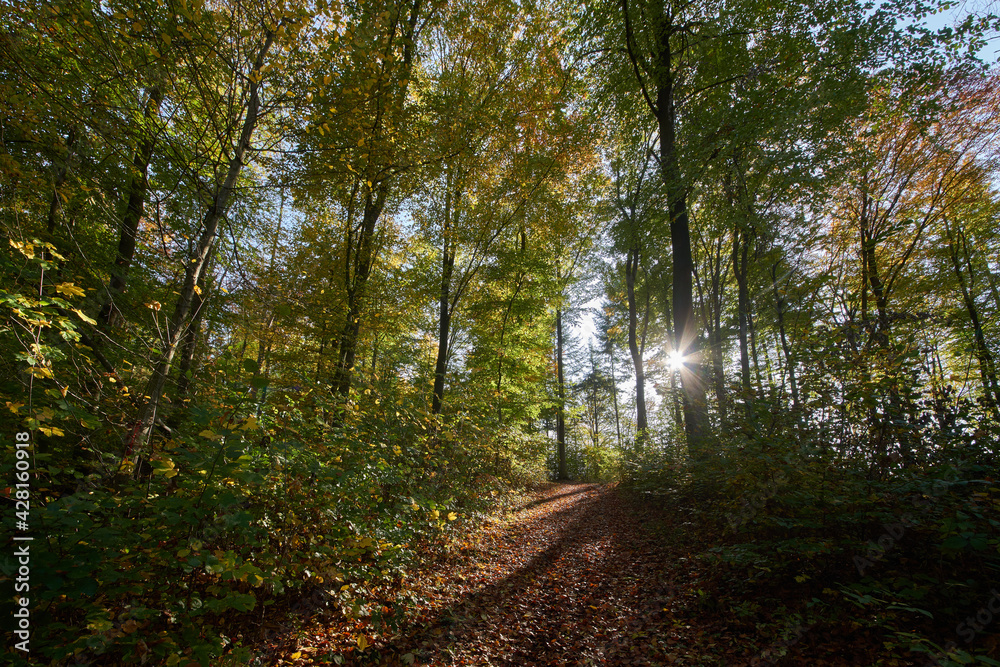 Obraz premium Strahlend sonniger Herbsttag im Wald