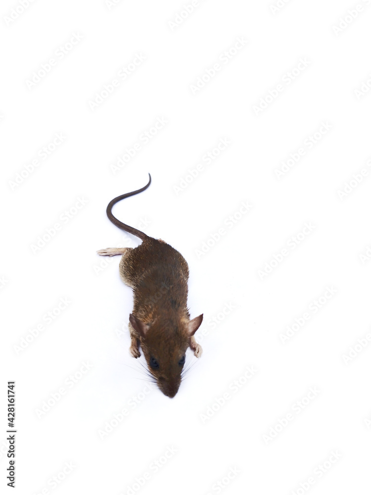Fototapeta premium rat isolated on white background
