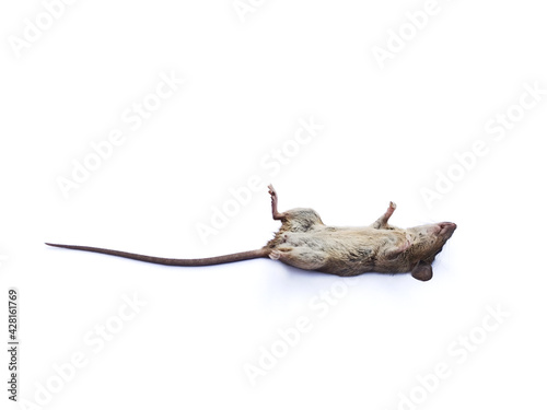 rat isolated on white background