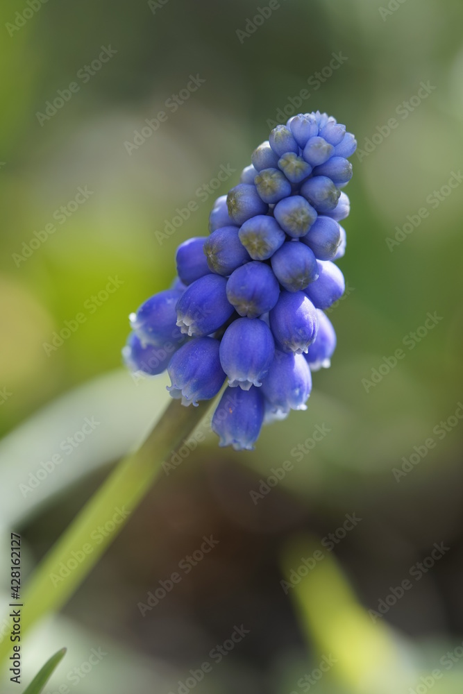 eine blaue Blume mit kleinen Blüten, es ist eine Hyazinthe in einer Macro Aufnahme eine blaue Blume mit kleinen Blüten, es ist eine Hyazinthe in einer Macro Aufnahme