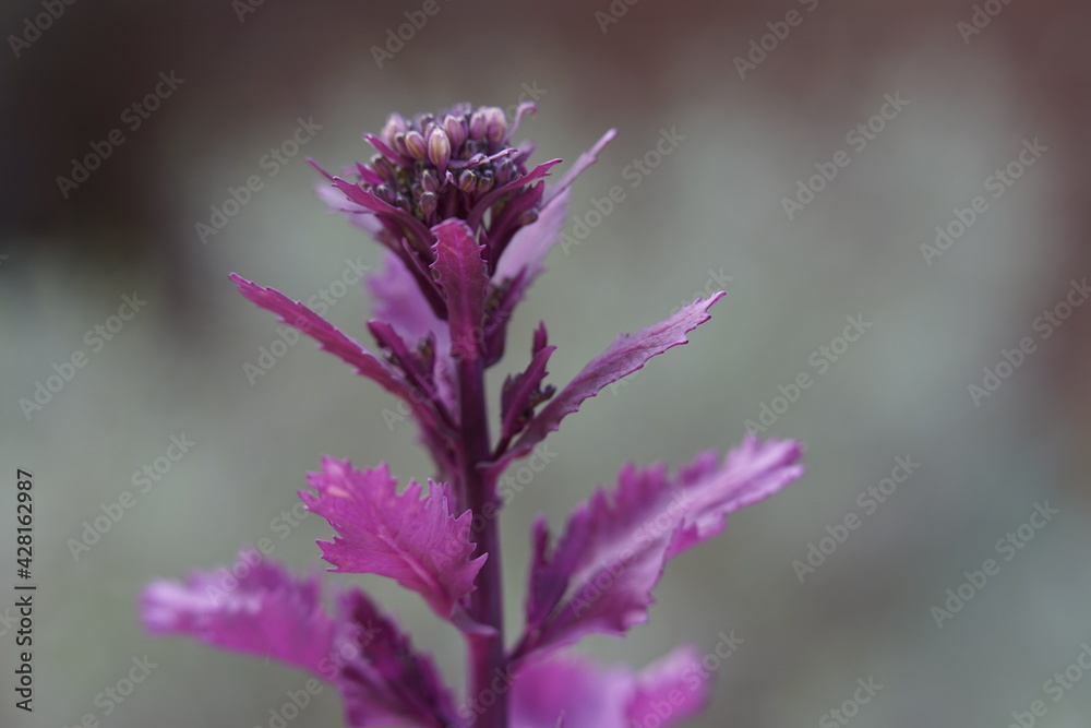 ein Kohl ist am blühen, eine schöne lila Blume oder Pflanze in einer Macro aufnahme ein Kohl ist am blühen, eine schöne lila Blume oder Pflanze in einer Macro aufnahme