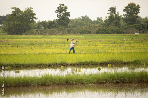 A worker planting rice in the rice field with hoe