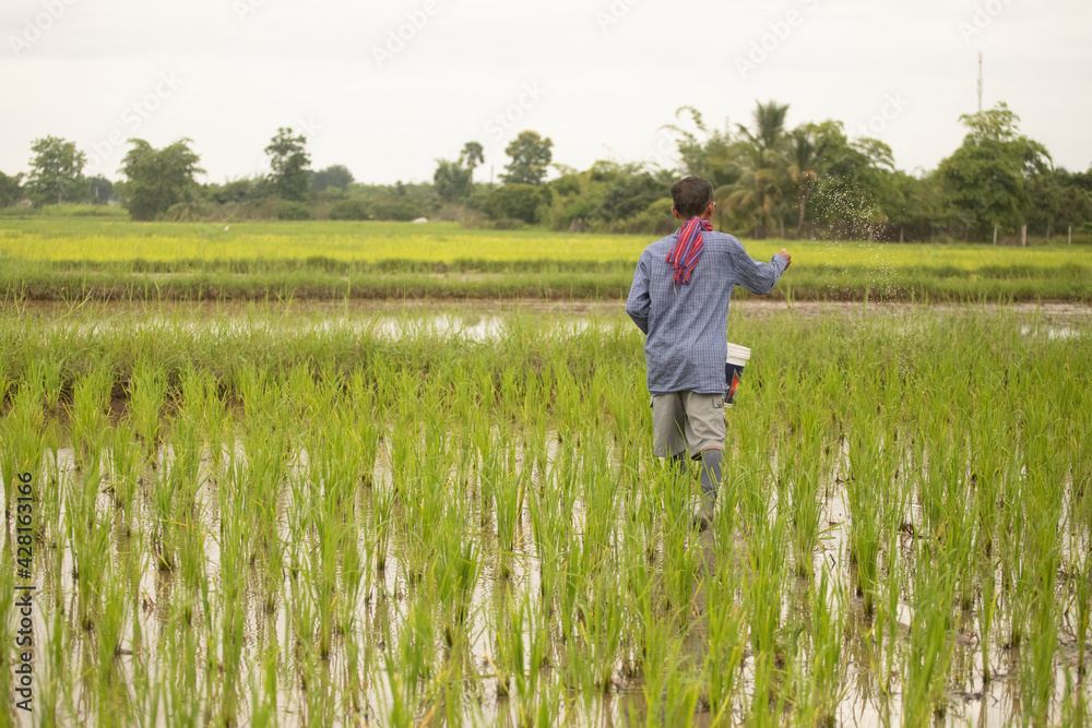 A worker fertilizing the rice field