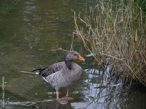 Pato nadando en un estanque en un parque en Bacelona photo