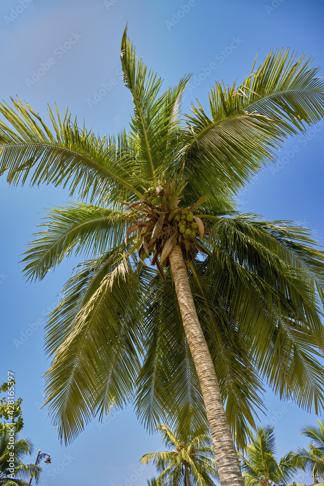 Coconut Palm, Cocos Nucifera Coconut Palm, Cocos Nucifera