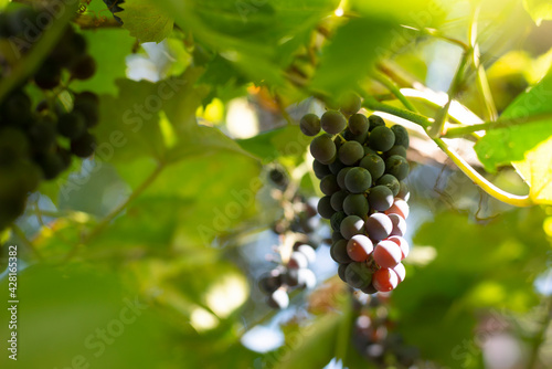 
A bunch of grapes on a farm on a sunny day. wine harvest