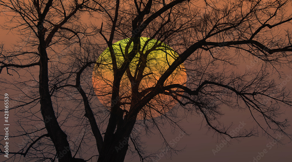 Silhouette of barren lone tree with amazing sunset sky Silhouette of barren lone tree with amazing sunset sky