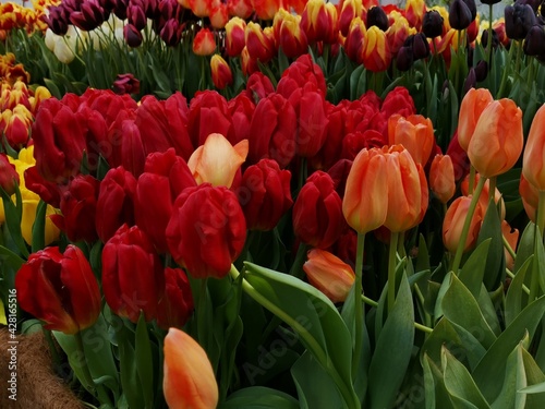 tulips in the garden 