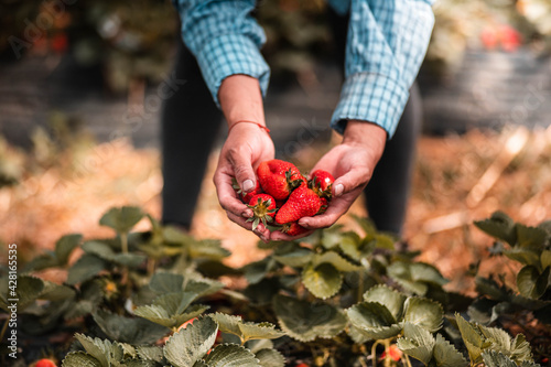 Mains d'une femme qui récolte des fraises dans un champs dans les Landes