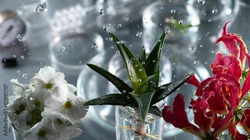 Flowers with Slow Motion Water Droplets